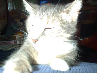 A cat is a huge comfort factor