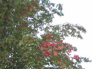I'm going to miss this tree when I move - it cloaks itself in the most glorious colors.